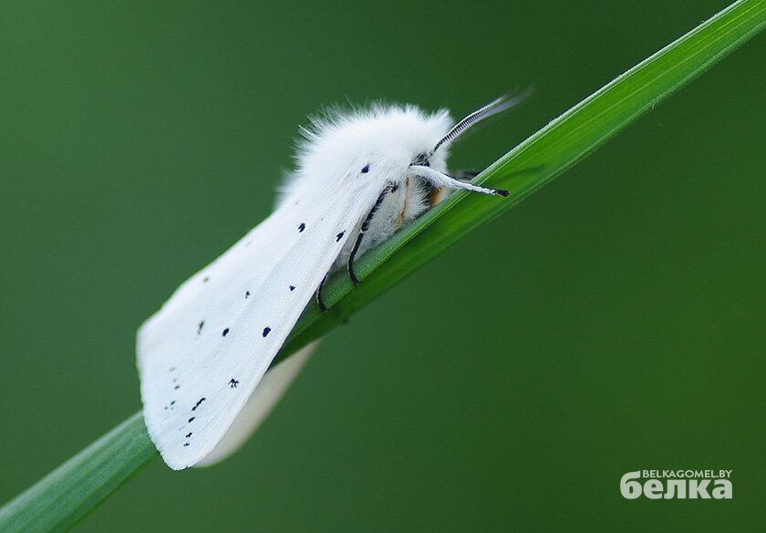Белая Бабочка Фото