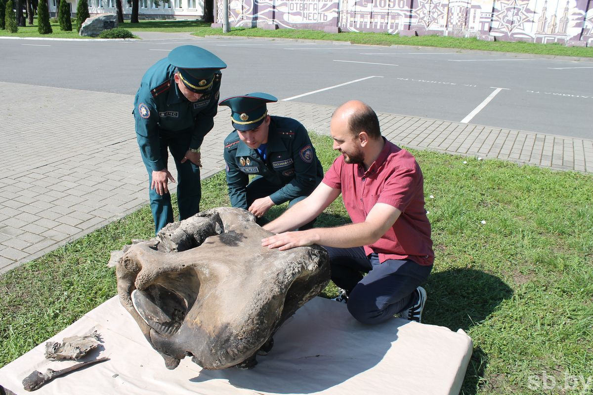 На Гомельщине со дна реки подняли череп мамонта. Что дальше?