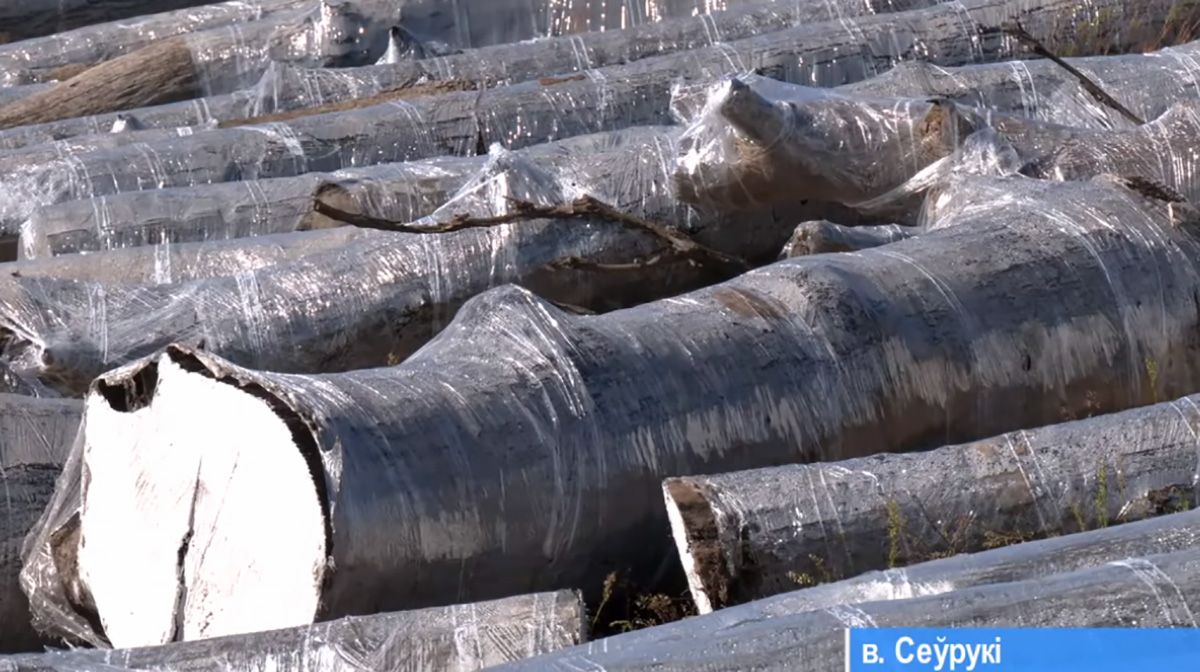 мореный дуб беларусь