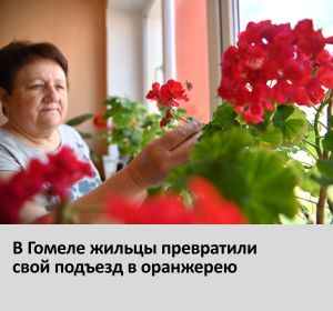 цветы в подъезде