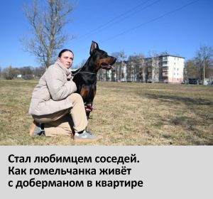 собаки